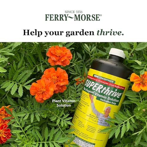 SUPERthrive 5 Gallon (1/Cs) | 0.5-0-0 formula with kelp extract. For indoor/outdoor plants, houseplants, trees. Reduces shock, even for large trees.