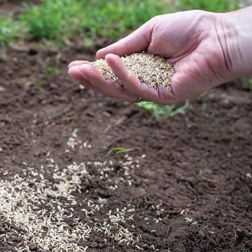 Canada Green Grass Lawn Seed - 4 Pound Bag Grows Healthy Rich Green Fast Growing Grass Lawn Seed Plants Yard Garden