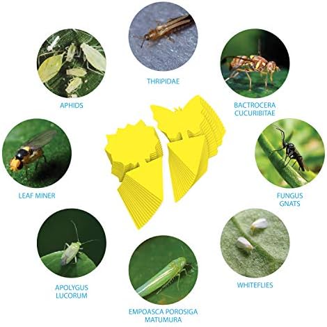 Trap a Pest Indoor Plant Sticky Gnat Traps - Yellow - 15 Pack