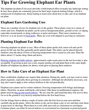 3 Upright Elephant Ear Bulbs- (Giant Upright)