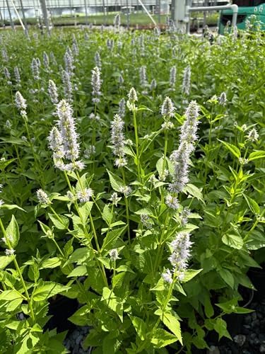 Agastache x 'Blue Fortune' (Mexican Hyssop) Perennial, Size-#1 Container, Violet Flowers