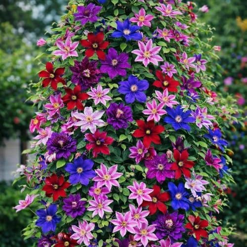Clematis ~Mixed Colors~ 20Seeds Wonderful Large Blooms 20+ Perennial Vine Seeds