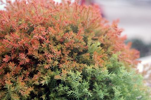 Live Plant Thuja-X Green Giant Evergreen Tree (Western Arborvitae), 3-Gallon Fully Potted Plant from Green Promise Farms
