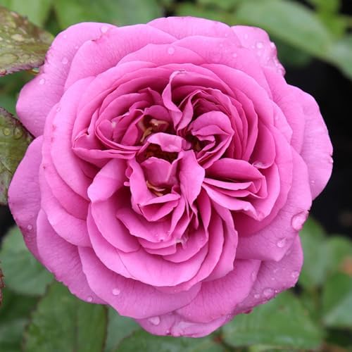 Heirloom Floribunda Roses, Live Own Root Plant, Koko Loko™ | Moderately Fragrant, Hardiness Zones: 6-10, Repeat Blooming,For Outdoor Gardens, Planters, and Pots