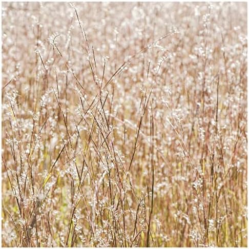 1000 Little Bluestem Native Grass Seeds - Gold Vault Jumbo Seed Packet