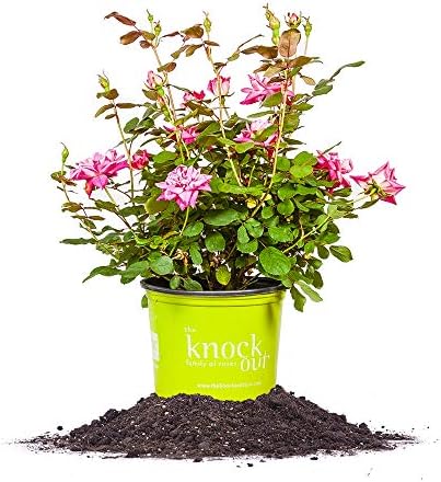 Double Pink Ko 1 Gallon