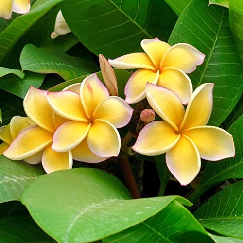 4 Hawaiian Plumeria Plant Cutting Craft Kit -Project for DIY Gardening | 4 Pack Mixed Color Educational Activities and Creative Hobby Learning
