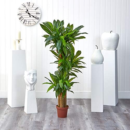 Nearly Natural 62IN Artificial Corn Stalk Dracaena Plant, Tall Fake Plant for Indoor Home Décor, Real Touch Faux Plant | Multi-Tonal Trunks