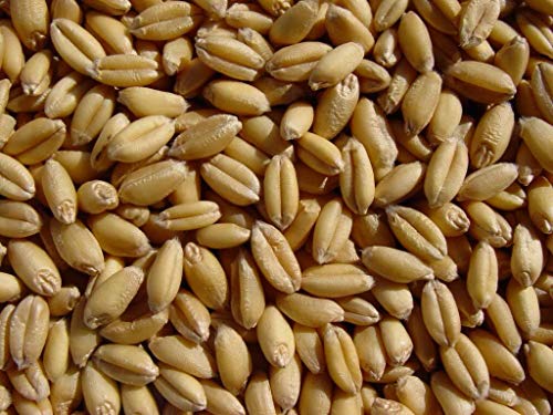 Soft White Wheat 15 Lbs, Joseph's Grainery Wheat Berries, All Natural, Non-GMO, Kosher Certified