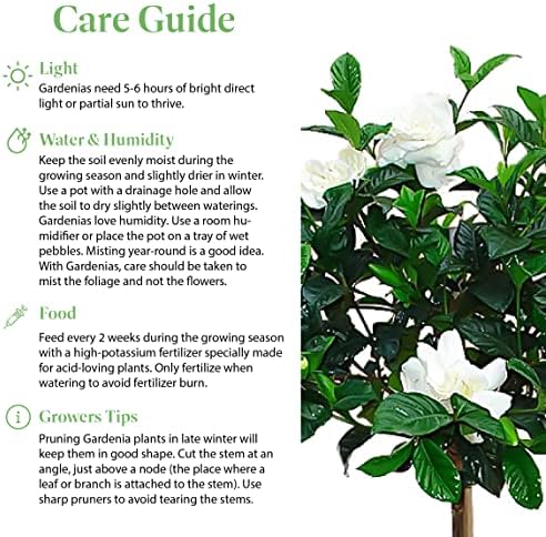 American Plant Exchange Gardenia Tree – Live Evergreen in Large 8-Inch Pot, Fragrant White Blooms, Easy-Care Indoor & Outdoor Flowering Tree for Home, Patio & Garden Décor