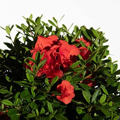 Encore Azalea Autumn Embers (1 Gallon) Red - Orange Flowering Shrub - Full Sun Live Outdoor Plant