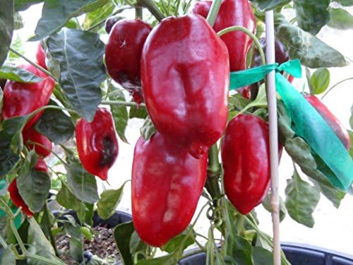 Elephants Ears Pepper 10+ Seeds