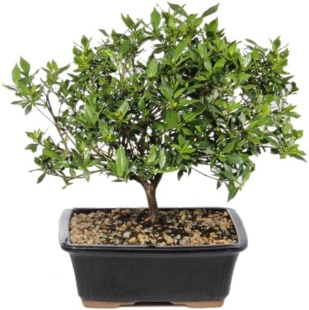 Brussel's Live Gardenia Outdoor Bonsai Tree - 6 Years Old, 10" to 14" Tall with Decorative Container | Live Bonsai Tree, Gardenia, Outdoor, 6-Year Old