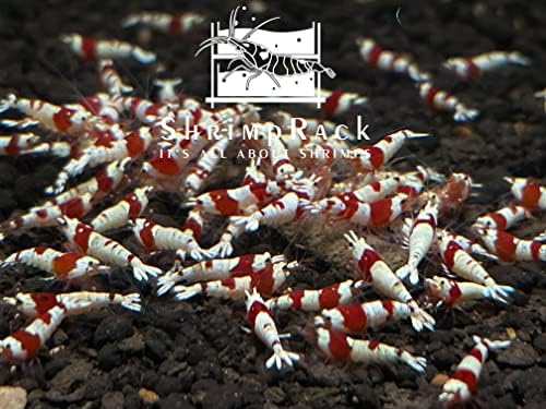 10 Crystal Red Shrimp CRS Grade S-SSS Live Freshwater Aquarium Shrimps 1/4 to 1/2 inch Long.