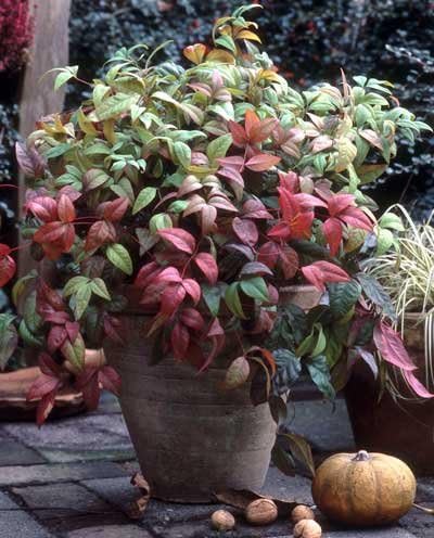 Brighter Blooms - Fire Power Nandina Shrub, 1 Gallon - No Shipping to AK, AZ, HI, OR
