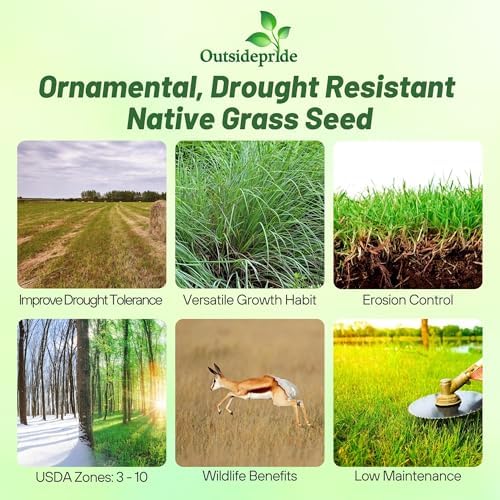 Outsidepride Perennial Little Bluestem Grass Seed - 1 lb. Warm Season, Drought Resistant, Long-Lived Native Prairie Grass Seed, Ideal for Erosion Control, Ornamental Landscaping & Wildlife Gardens