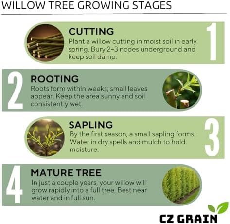 (One) Fastest Growing Tree in The World - Ready to Plant - One Live Aussie Hybrid Willow Tree Rooted Cut - Great for Fast Shade - 10 feet in First