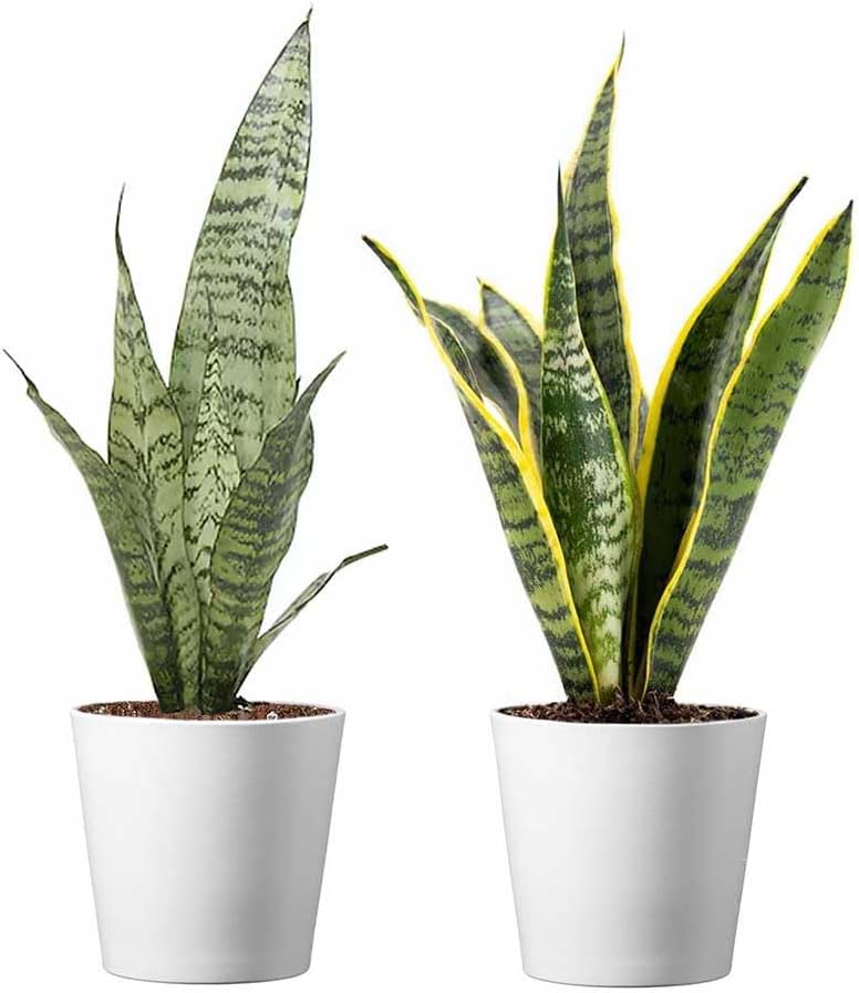American Plant Exchange Snake Plant – Medium 6-Inch Pot Yellow Sansevieria Trifasciata, Drought-Tolerant, Air-Purifying Live Houseplant for Home