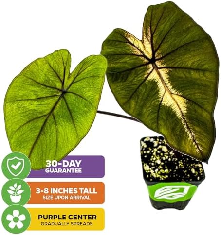 Thailand Giant Elephant Ear Live Plant - Colocasia gigantea by Wellspring Gardens - Elephant Ear Plant, Colocasia Gigantea, Elephant Ear Plant Live, Exotic Elephant Plant, Tropical Garden Design Ideas
