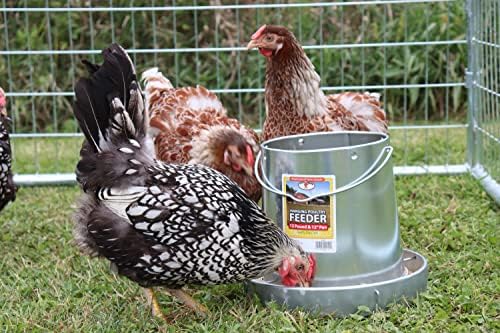 Little Giant® Hanging Metal Poultry Feeder | Chicken Feeder | Outdoor Hanging Bird Feeder | Galvanized Steel Feed Container with Hanging Handle | 40 Pound