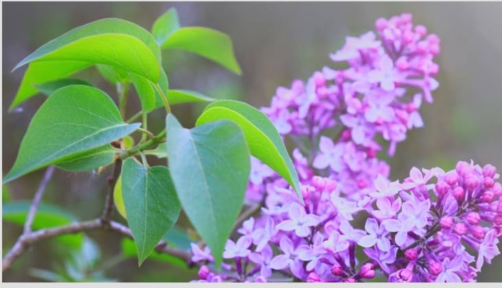 Old Fashioned Lilac Bushes Live Plants (2 Pack) – 14–24” Tall - Syringa vulgaris – Fragrant Lavender Purple Flowers – Hardy Flowering Shrubs