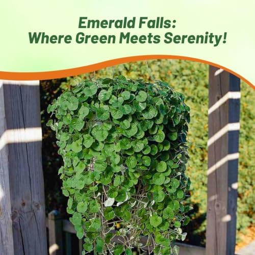 Outsidepride Perennial Dichondra Repens Seeds - 2 lbs Dense Green, Low-Maintenance Ground Cover Seeds for Planting, Ideal Lawn Alternative in Sun or Shady Areas & Erosion Control in USDA Zones 8-11