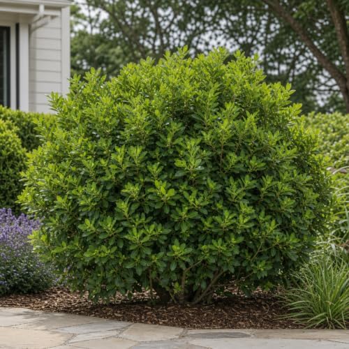 Anise Forest Green - 10 Live Plants - Illicium Parviflorum - Shade Loving Evergreen Hedge