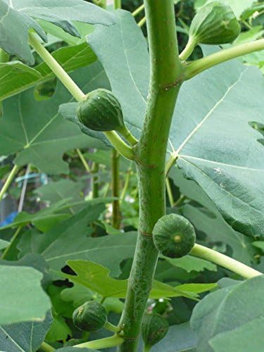 Chicago Hardy Fig Fruit Tree- Premium Size