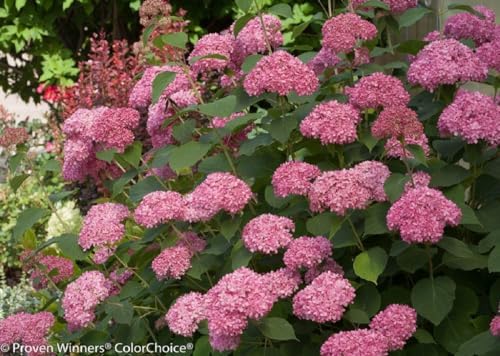 Invincibelle® Spirit II Hydrangea - 4" Pot - Proven Winners