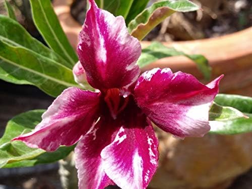 Desert Rose Seeds Mixed Colors Adenium Obesum 100 Pack Single and Multi Colored Flowers