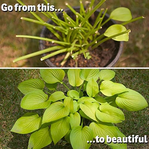 I Must Garden Deer Repellent: Powerful All-Natural Protection, 32oz Mint | Ready to Use Spray - Safe for Plants Pets & Pollinators - Pleasant Scent - Long-Lasting Control