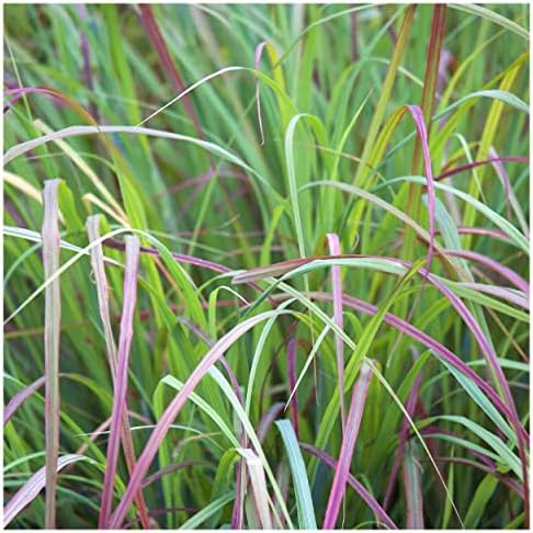 1000 Little Bluestem Native Grass Seeds - Gold Vault Jumbo Seed Packet