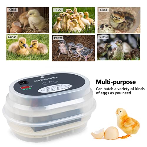 HBlife Digital Egg Incubator for Hatching 9-12 Chicken, Quail and Duck Eggs, with Fully Automatic Egg Turning and Temperature Display