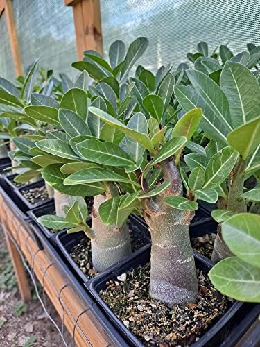 Desert Rose Adenium Obesum Multi Branched Seedlings Bundle of 4 Plants 8-12 Inches Tall 1 Year Seedlings