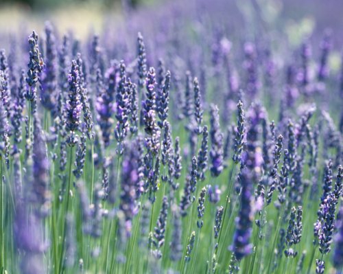 Clovers Garden French Lavender Herb Plant Two (2) Live Plants Non-GMO Each 4" to 8" Tall in 4" Pots - Everblooming, Mild Scent, Dries Well
