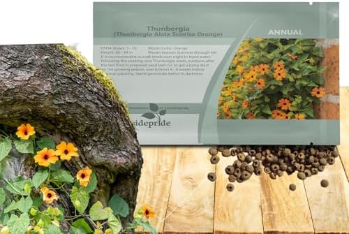 Outsidepride Sunrise Orange Thunbergia Black Eyed Susan Seeds - 100 Pcs Annual, Climbing Vine Flower Seeds for Planting Orange Blooms for Low Maintenance Gardens, Containers, Trellis & Fences