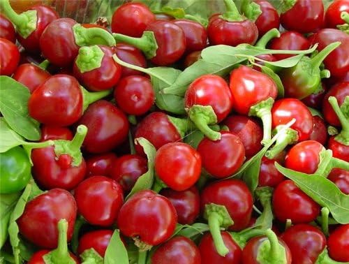 Sweet Red Cherry Pepper Seeds (Capsicum annuum) – 25+ Non GMO & Heirloom Seeds by Isla’s Garden Seeds, Compact Round Peppers for Stuffing
