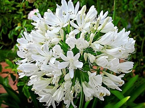 Seeds White Lily of The Nile Agapanthus Orientalis African Lily Flower Seeds Flatsh Get 25 Seeds #SFB01YN