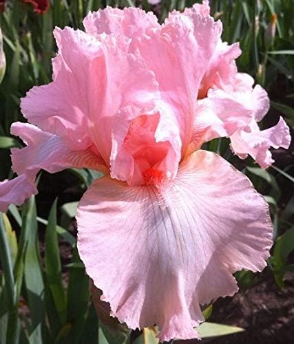 Supreme Pink Mix, Colorful Bearded REBLOOMING IRIS (1) Rhizome/Bulb/Root Ready for Planting Now