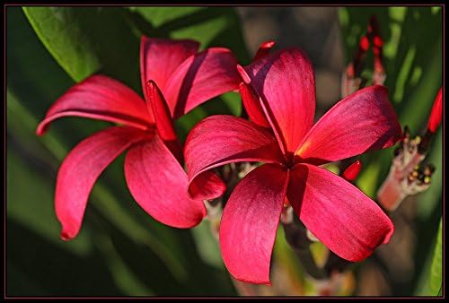 Red Plumeria Frangipani Plant Cutting Hawaii Cx8