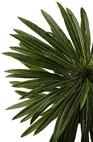 American Plant Exchange Live Madagascar Palm Tree, Plant Pot for Home and Garden Decor, 4" Pot