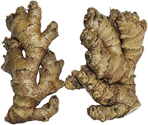 Live 10 Rhizomes of Edible Ginger Roots Zingiber Zingiber Officinale for Growing