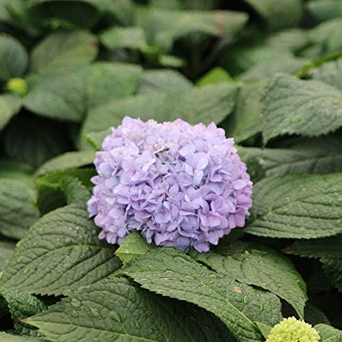 Perfect Plants Penny Mac Hydrangea, 3 Gallon, Flowering Shrub