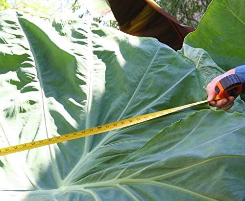 2 Plants - Thailand Giant Colocasia - Elephant Ear -Taro - 4 Inch Pot