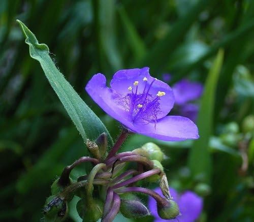 100 Ohio Spiderwort (Widows Tears/Bluejacket) Tradescantia Ohiensis Flower Seeds