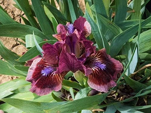 Breck's Bulbs and Perennials Cat's Eye Dwarf Bearded Iris, Live Bareroot Plant, Rose-red Flowers (1-Pack)