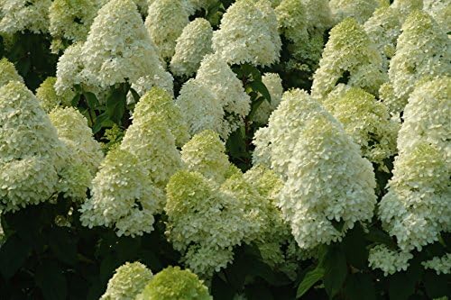 Unique Hydrangea Paniculata - Live Plant Shipped 2 Feet Tall by DAS Farms