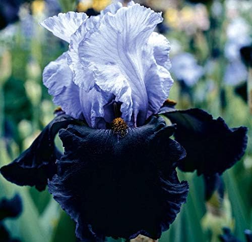 Dangerous Mood, Colorful Bearded REBLOOMING IRIS (1) Rhizome/Bulb/Root Ready for Planting Now