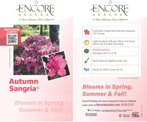 Encore Azalea Autumn Sangria (1 Gallon) Pink Flowering Shrub - Full Sun Live Outdoor Plant