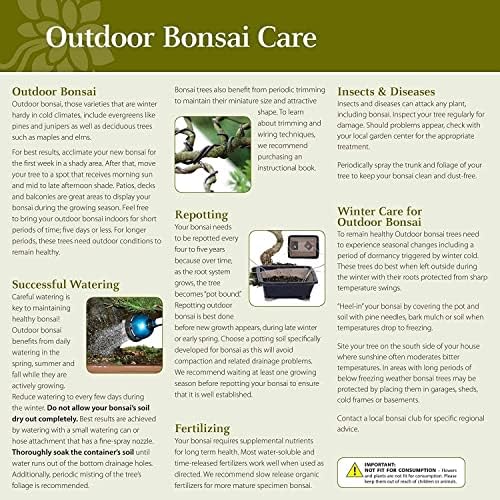 Brussel's Live Gardenia Outdoor Bonsai Tree - 6 Years Old, 10" to 14" Tall with Decorative Container | Live Bonsai Tree, Gardenia, Outdoor, 6-Year Old